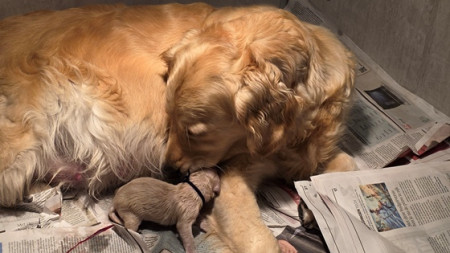 Yes, het eerste pupje is geboren