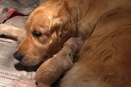 Zo lief klein naast het moeder hoofd van Melantha