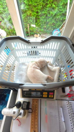 elke dag worden de pupjes gewogen