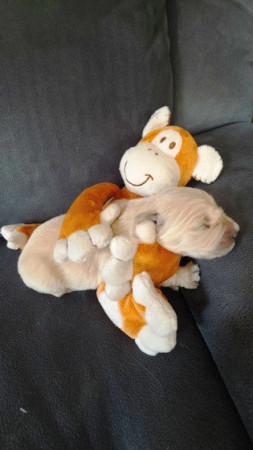 in liefdevolle omarming van de knuffel
