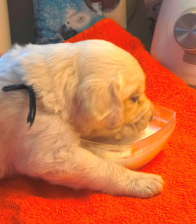 Leren pap eten