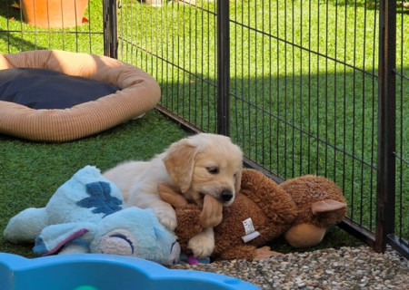 Lekker op de knuffels bijten