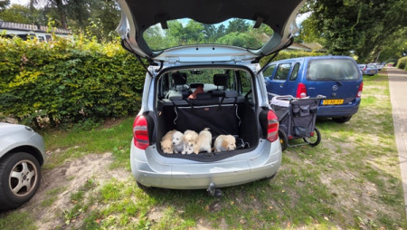 Vanuit de wandelwagen de auto in 