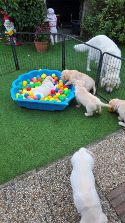 Het blijft heerlijk speelgoed voor de pups