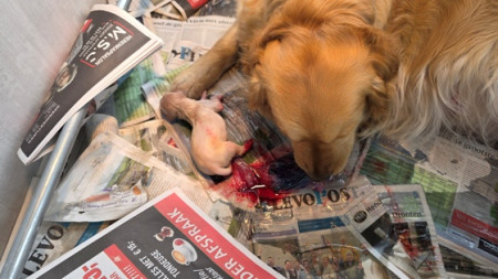 Al binnen een half uur was het eerste pupje geboren
