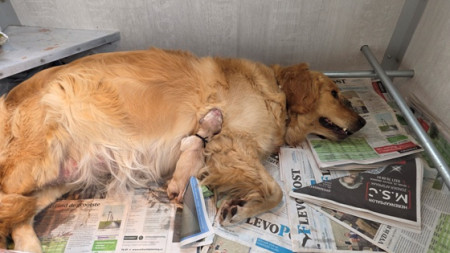 Meteen mama Ningal opzoeken