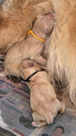 Nummer 2 is ook geboren