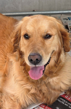 Mijn lieve mooie Ningal