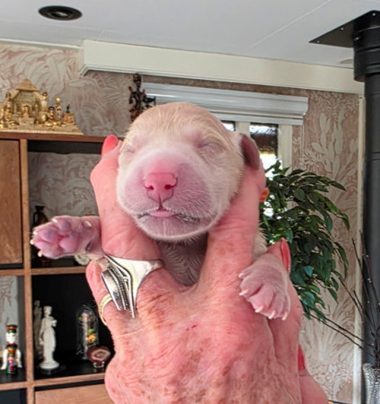 Wat een pracht pup. net 5 min oud