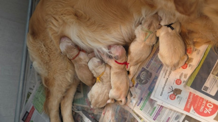 Direkt na de geboorte op zoek naar melk bij moeders