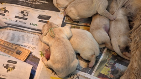 Zou dit lekker liggen ???