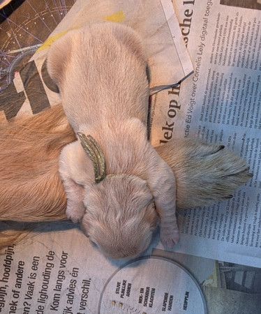 Zo lief op mama haar poot