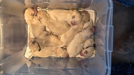 Het nest verschonen dus de pups moeten even apart