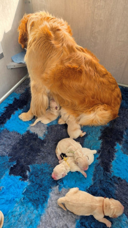 Sommig pupjes zijn al zo eigenwijs , dat ze willen drinken terwijl Ningal nog zit als zij aan het drinken is.