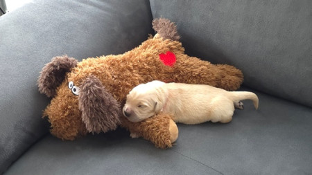 Bijna net zo groot als de knuffel