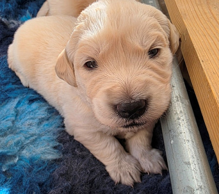 Hallo !!