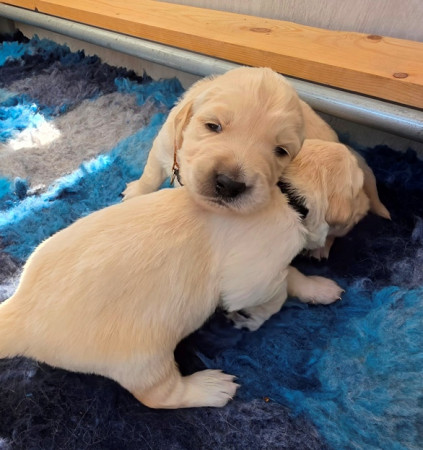 Kom stoeien ,broertje