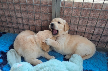 Ik vind jou lief !!