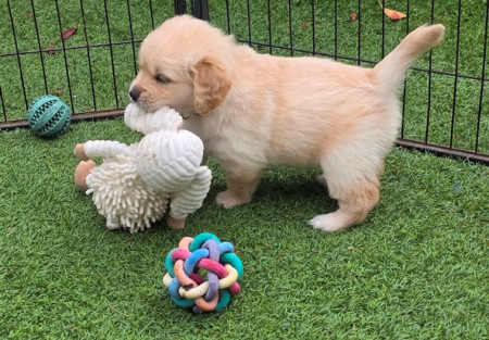 Aan de wandel met de knuffel