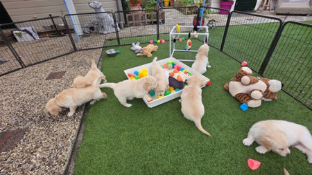 In week 6 weer een nieuwe uitdaging voor de pups -- de ballen bak