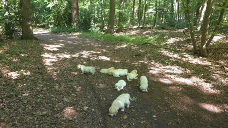Nu we ons eerste prikje hebben gehad, mogen we ook naar het grote bos toe
