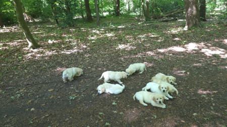 Vrouwtje moet best wel goed opletten met zoveel hondjes tegelijk in het bos