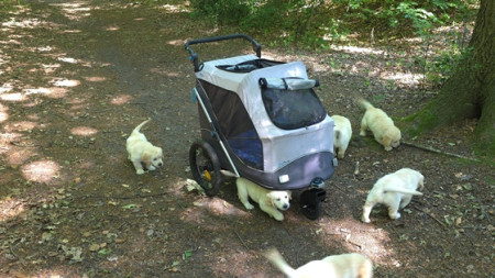 We moeten allemaal weer verzamelen bij de wandelwagen